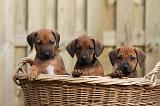 RODESIAN RIDGEBACK 216